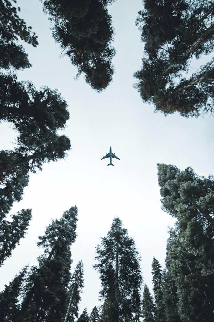 A plane flying above tall trees, viewed from below in a forest.